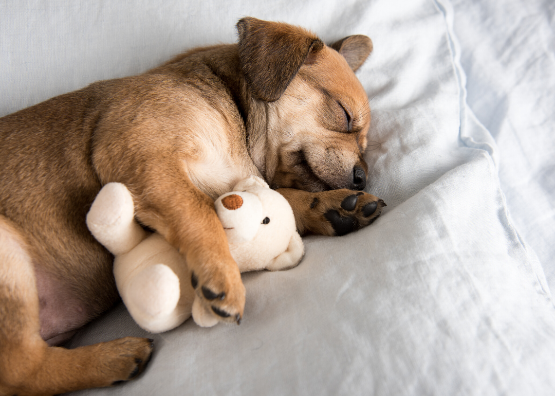 Dogs probably dream
